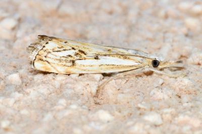 <i>Catoptria falsella</i>