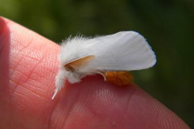 <i>Euproctis chrysorrhoea</i>