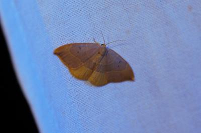 <i>Watsonalla binaria</i>