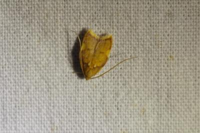 <i>Carcina quercana</i>