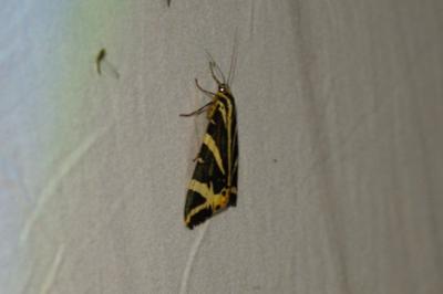 <i>Euplagia quadripunctaria</i>