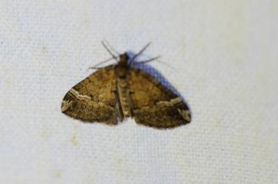 <i>Perizoma lugdunaria</i>