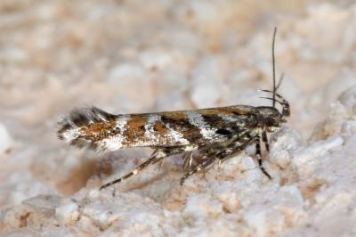 <i>Aristotelia ericinella</i>