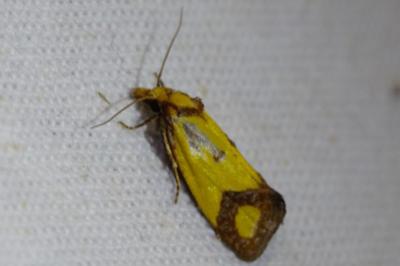 Agapeta zoegana