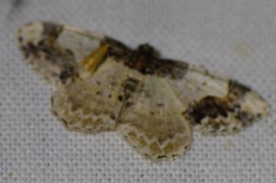 <i>Ligdia adustata</i>