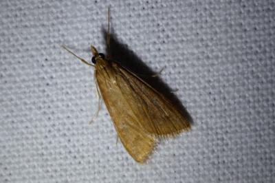 <i>Udea ferrugalis</i>