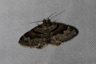 <i>Xanthorhoe designata</i>