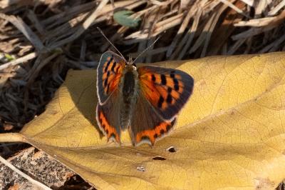 <i>Lycaena phlaeas</i>