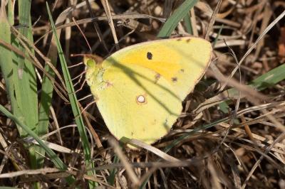 <i>Colias crocea</i>