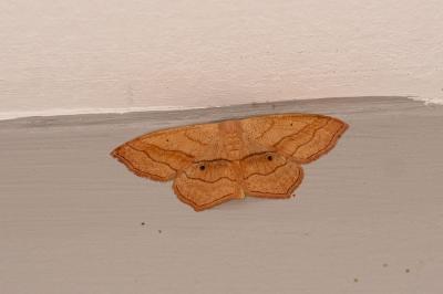 <i>Scopula imitaria</i>