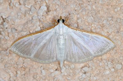 <i>Palpita vitrealis</i>
