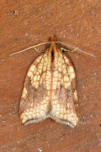 <i>Acleris rhombana</i>