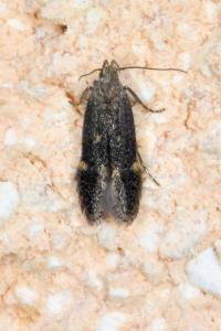 <i>Aproaerema anthyllidella</i>