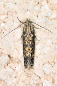 <i>Scrobipalpa ocellatella</i>