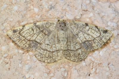 <i>Stegania trimaculata</i>