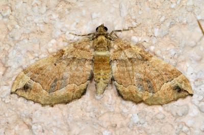 <i>Pelurga comitata</i>