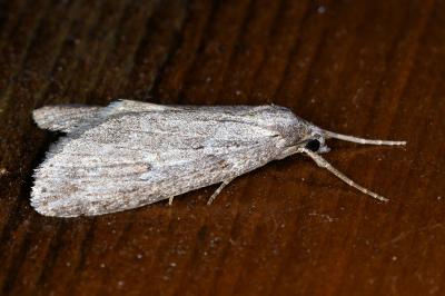 <i>Pachycnemia hippocastanaria</i>
