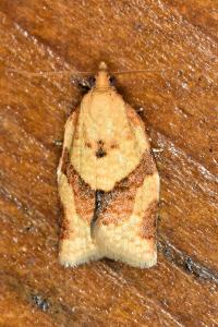 <i>Clepsis consimilana</i>