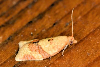 <i>Clepsis consimilana</i>