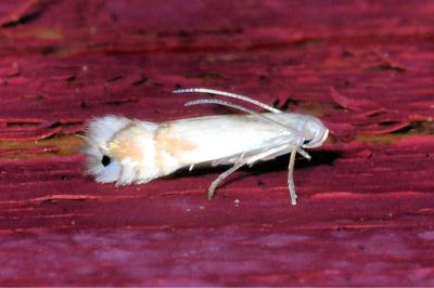 <i>Phyllocnistis</i>