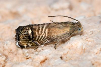 <i>Pammene blockiana</i>