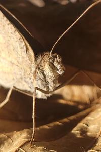 <i>Maniola jurtina</i>
