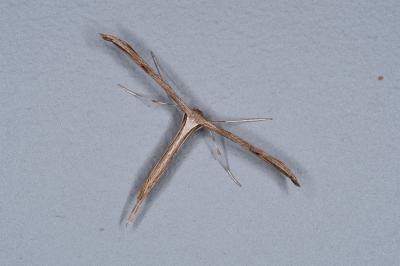 <i>Emmelina monodactyla</i>
