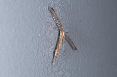 <i>Emmelina monodactyla</i>