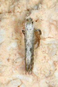 <i>Parornix</i>