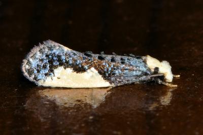 <i>Monopis monachella</i>