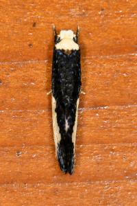 <i>Monopis monachella</i>