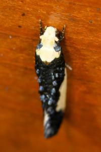 <i>Monopis monachella</i>