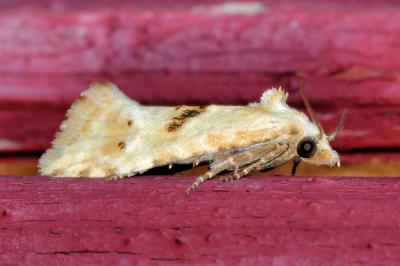 <i>Cochylimorpha alternana</i>