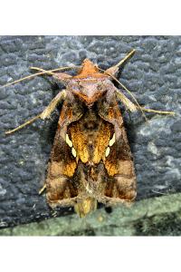 <i>Chrysodeixis chalcites</i>