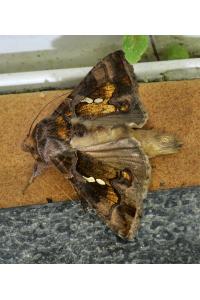 <i>Chrysodeixis chalcites</i>