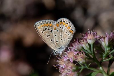 <i>Polyommatus icarus</i>
