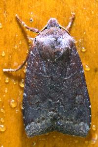 <i>Conistra ligula</i>