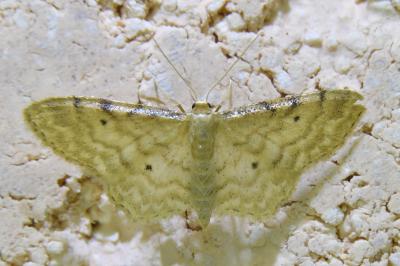 <i>Idaea fuscovenosa</i>