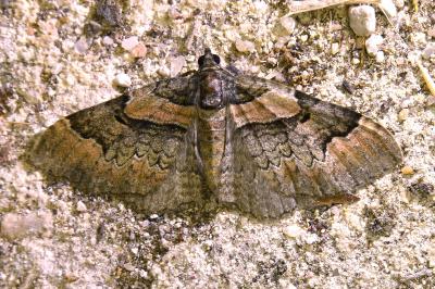 <i>Catarhoe rubidata</i>
