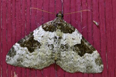 <i>Xanthorhoe fluctuata</i>