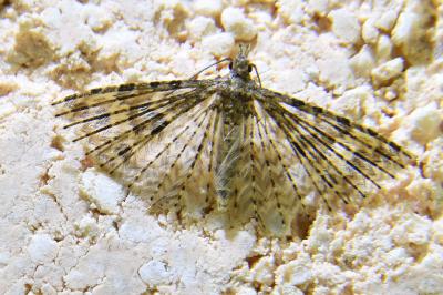 <i>Alucita hexadactyla</i>