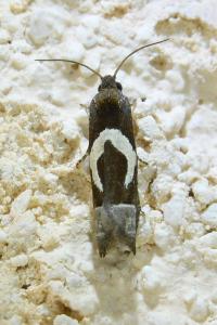 <i>Epiblema foenella</i>