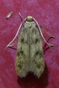 <i>Borkhausenia nefrax</i>