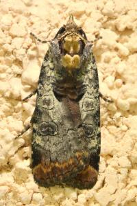 <i>Epilecta linogrisea</i>