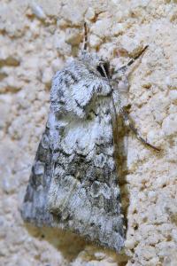 <i>Hecatera bicolorata</i>