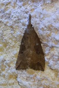 <i>Hypena rostralis</i>