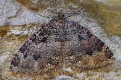 <i>Triphosa dubitata</i>