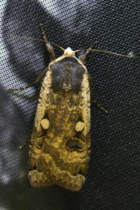 <i>Noctua pronuba</i>