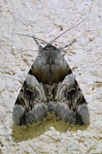 <i>Catocala fulminea</i>