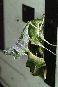 <i>Proserpinus proserpina</i>